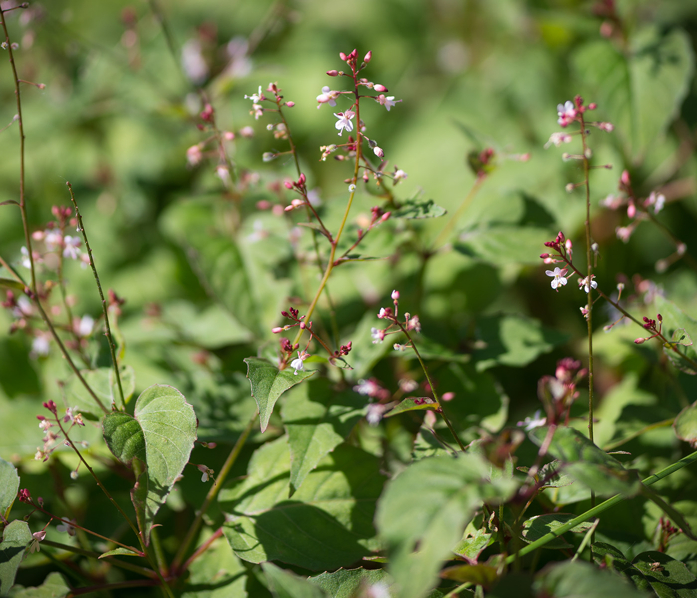 Изображение особи Circaea alpina.