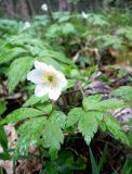 Anemone nemorosa