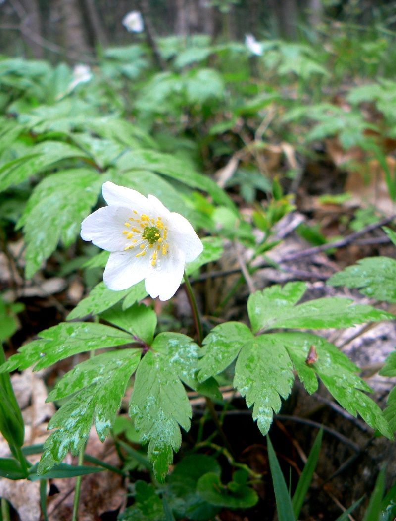 Изображение особи Anemone nemorosa.