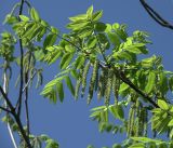 Juglans mandshurica. Верхушка ветви с мужскими соцветиями и молодыми листьями. Московская обл., Раменский р-н, окр. дер. Хрипань, садовый участок. 16.05.2019.
