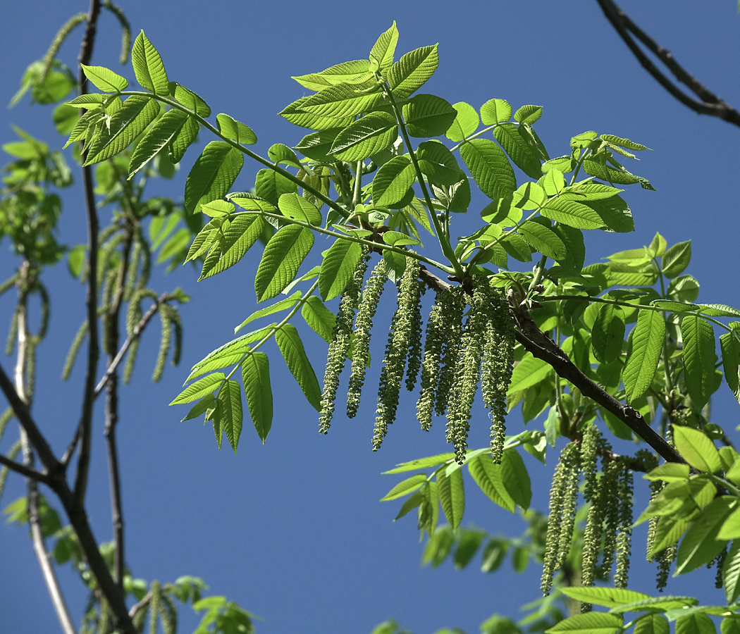 Изображение особи Juglans mandshurica.