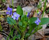 Viola ruppii