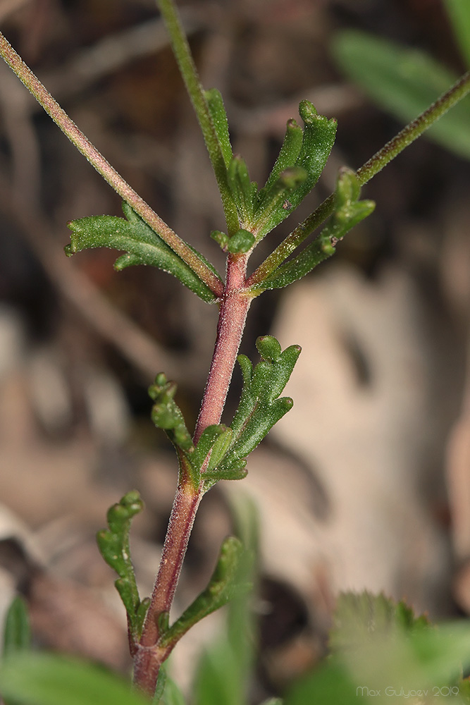 Image of Veronica taurica specimen.