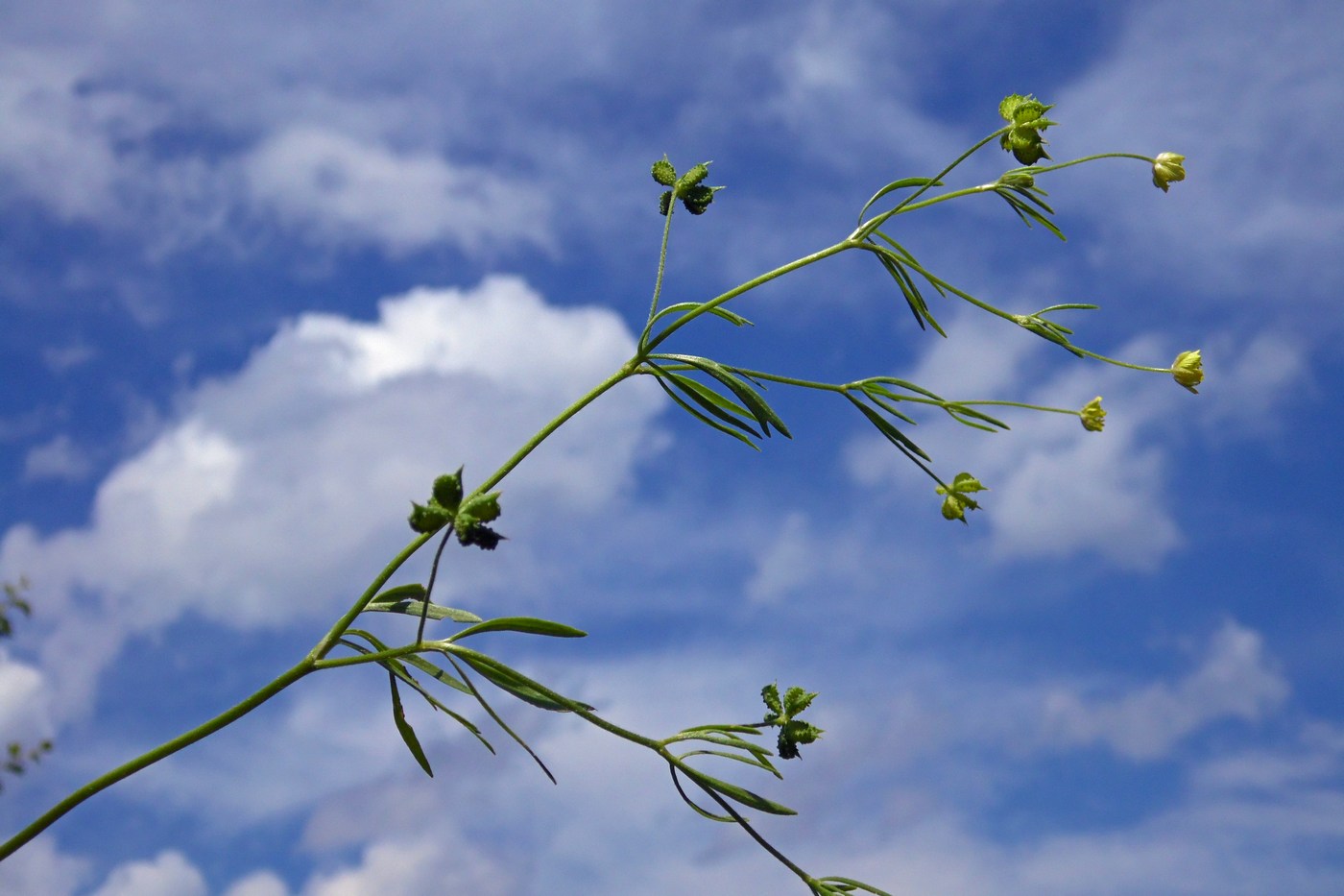 Image of Ranunculus arvensis var. tuberculatus specimen.