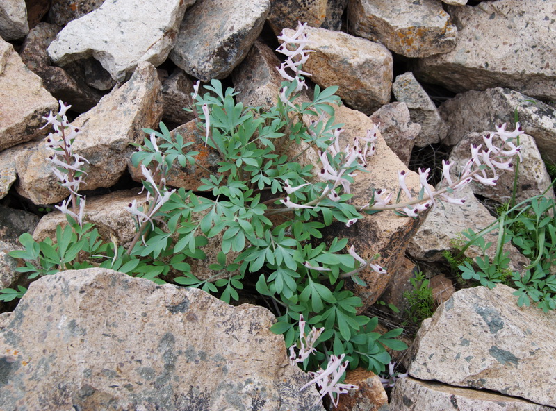 Image of Corydalis schanginii specimen.