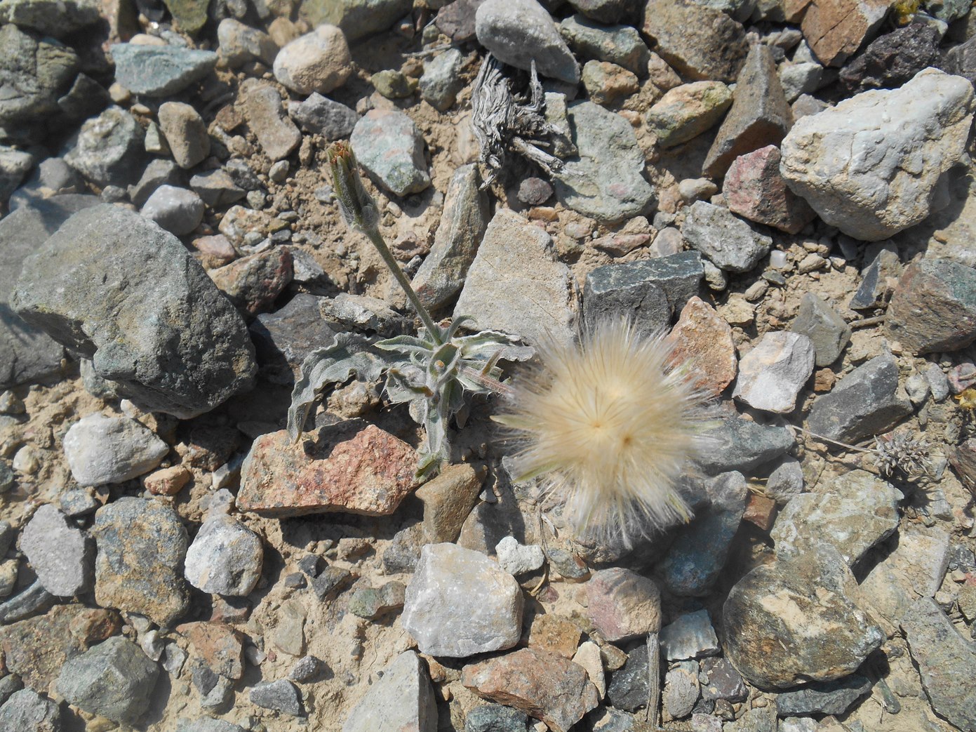 Image of genus Scorzonera specimen.