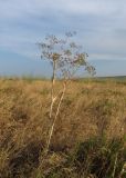 Ferula euxina