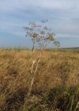 Ferula euxina. Плодоносящее растение. Крым, Керченский п-ов, окр. с. Бондаренково, степь. 25 июня 2019 г.