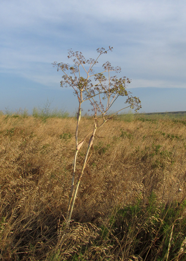 Изображение особи Ferula euxina.