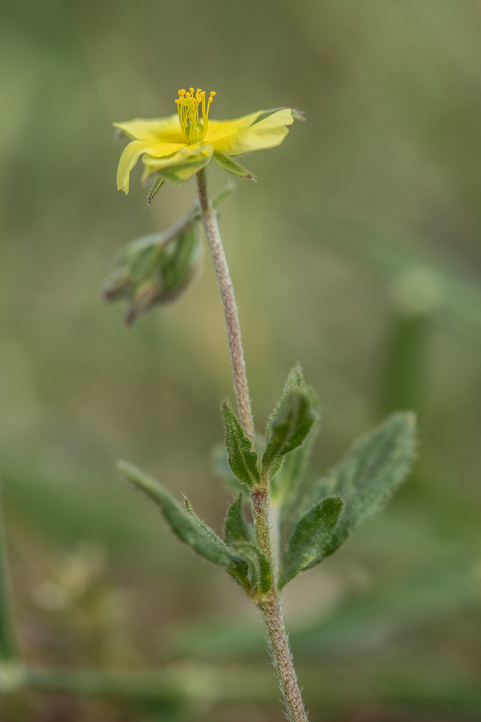 Изображение особи Helianthemum salicifolium.