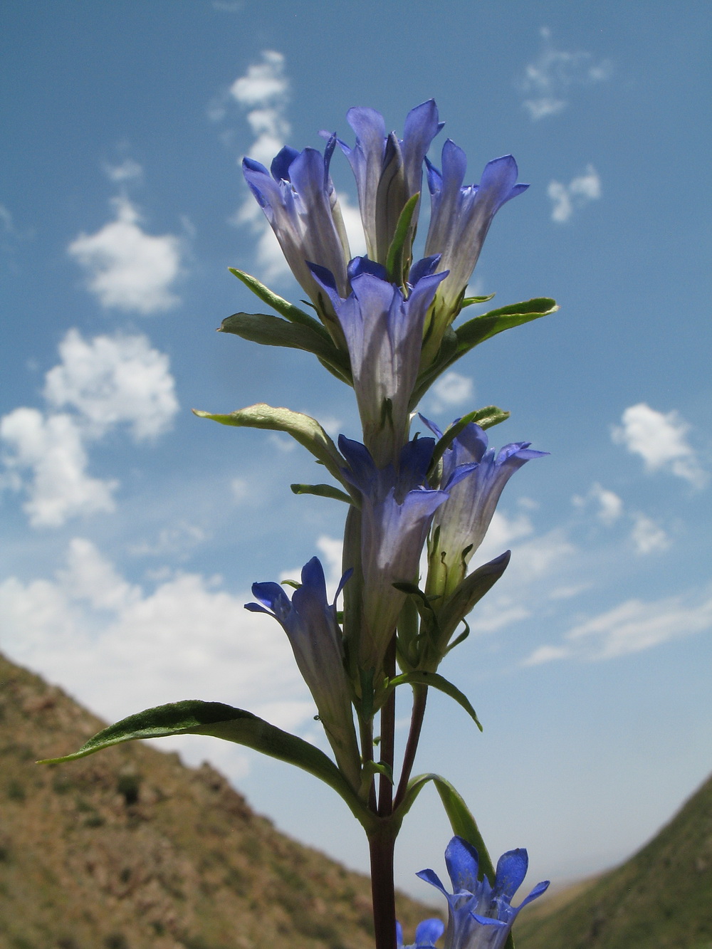 Image of Gentiana kirilowii specimen.