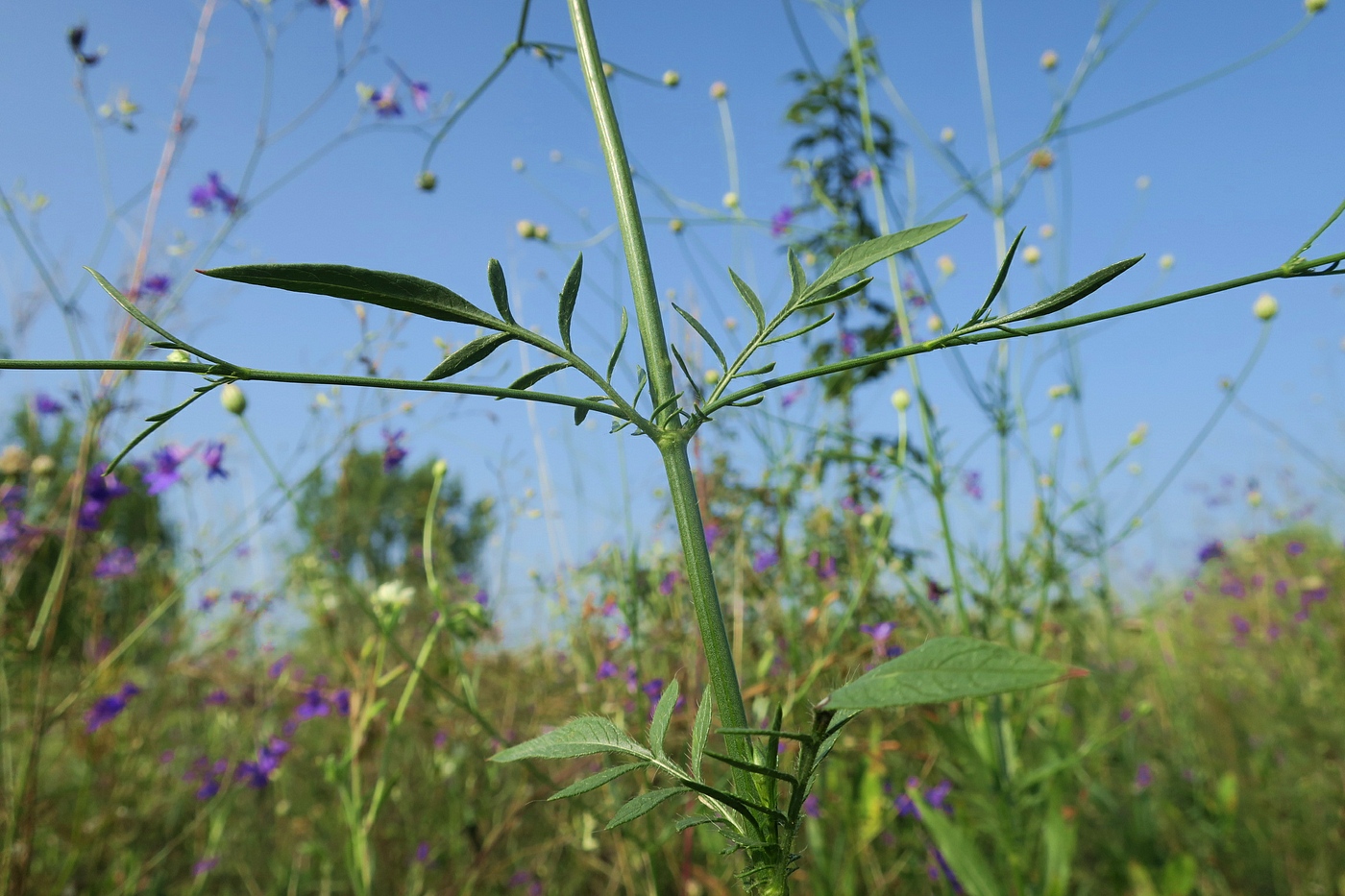 Image of Cephalaria transsylvanica specimen.