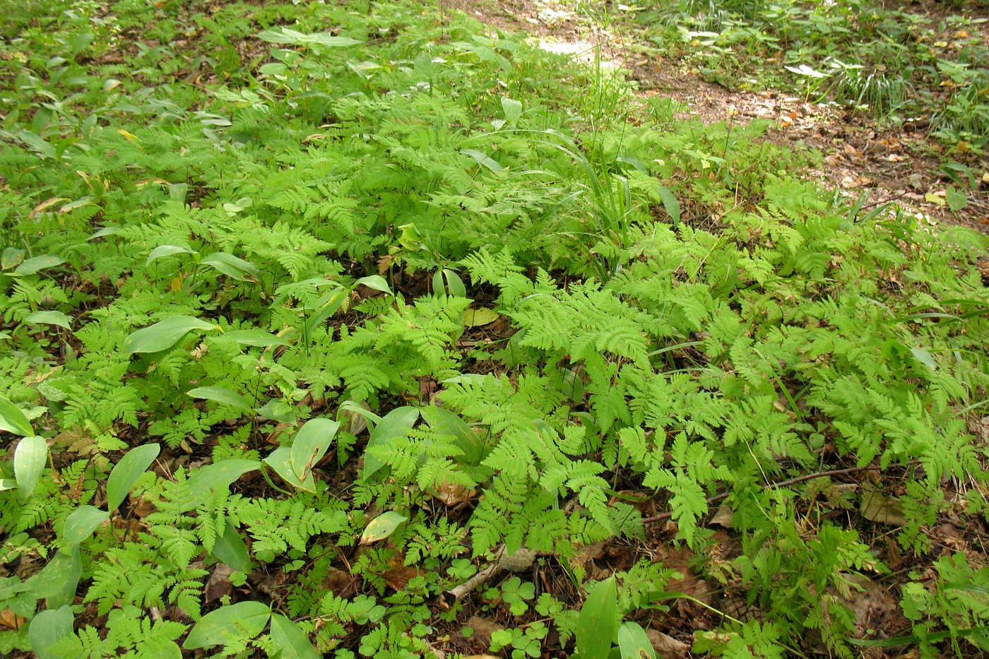 Image of Gymnocarpium dryopteris specimen.