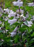 Campanula latifolia. Верхушка побега с соцветием (гипохромная форма). Челябинская обл., Саткинский р-н, хребет Зюраткуль, ≈ 1000 м н.у.м., луг на опушке смешанного леса. 31.07.2019.