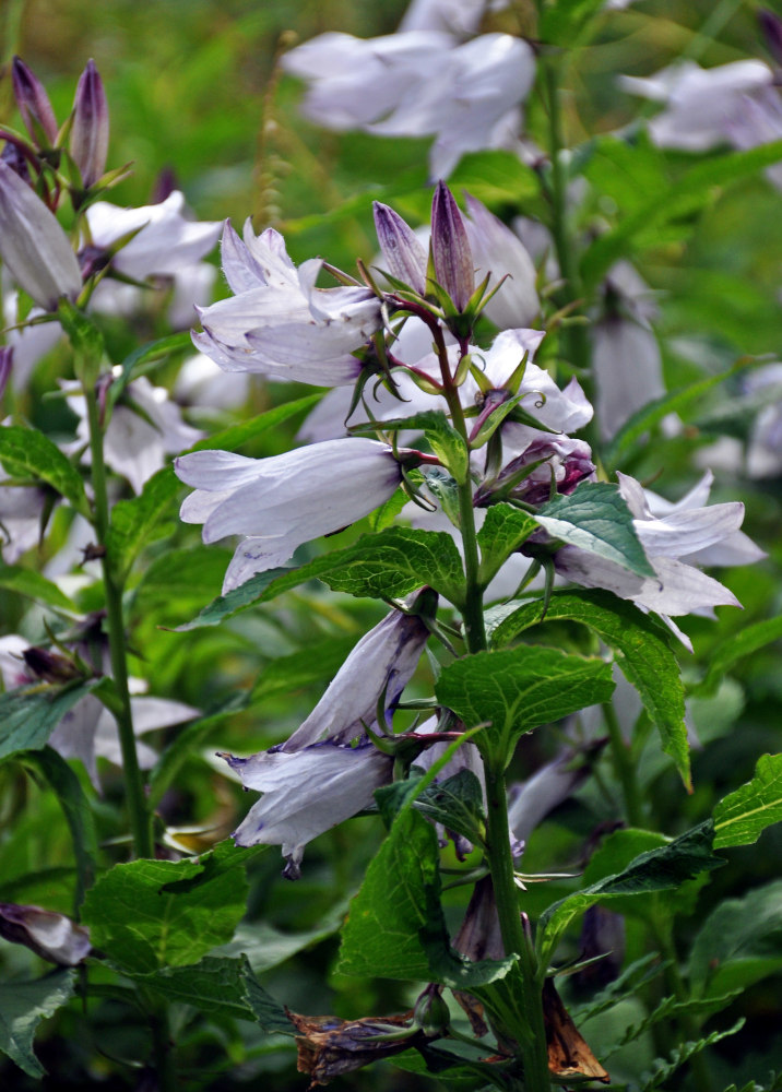 Image of Campanula latifolia specimen.