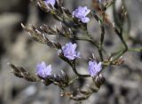 Limonium virgatum