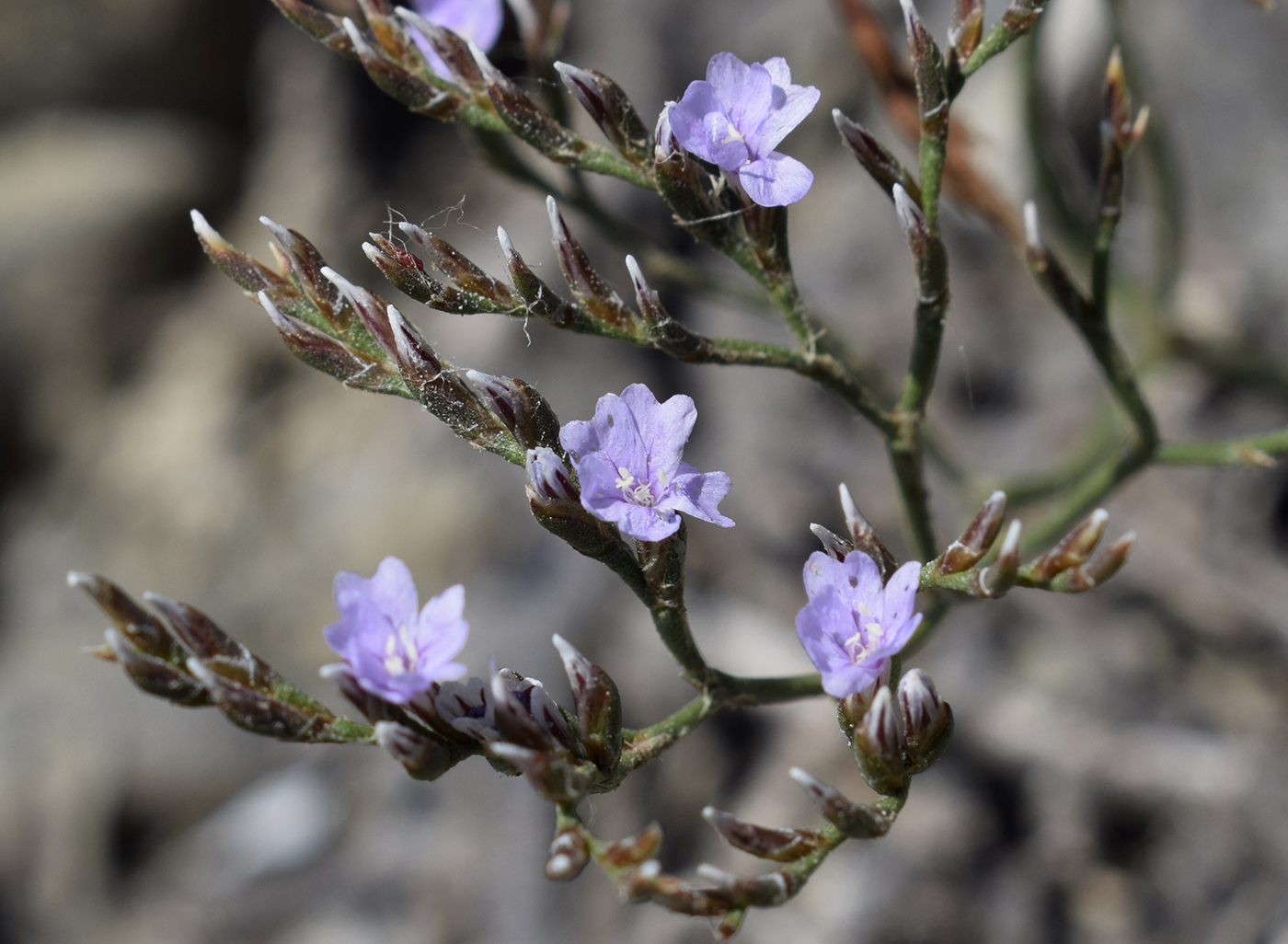 Изображение особи Limonium virgatum.