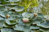 Nymphaea &times; marliacea