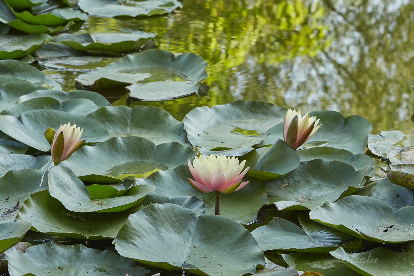 Image of Nymphaea × marliacea specimen.