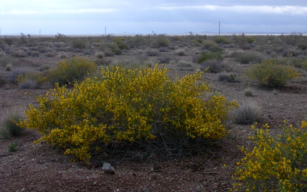 Image of Caragana balchaschensis specimen.