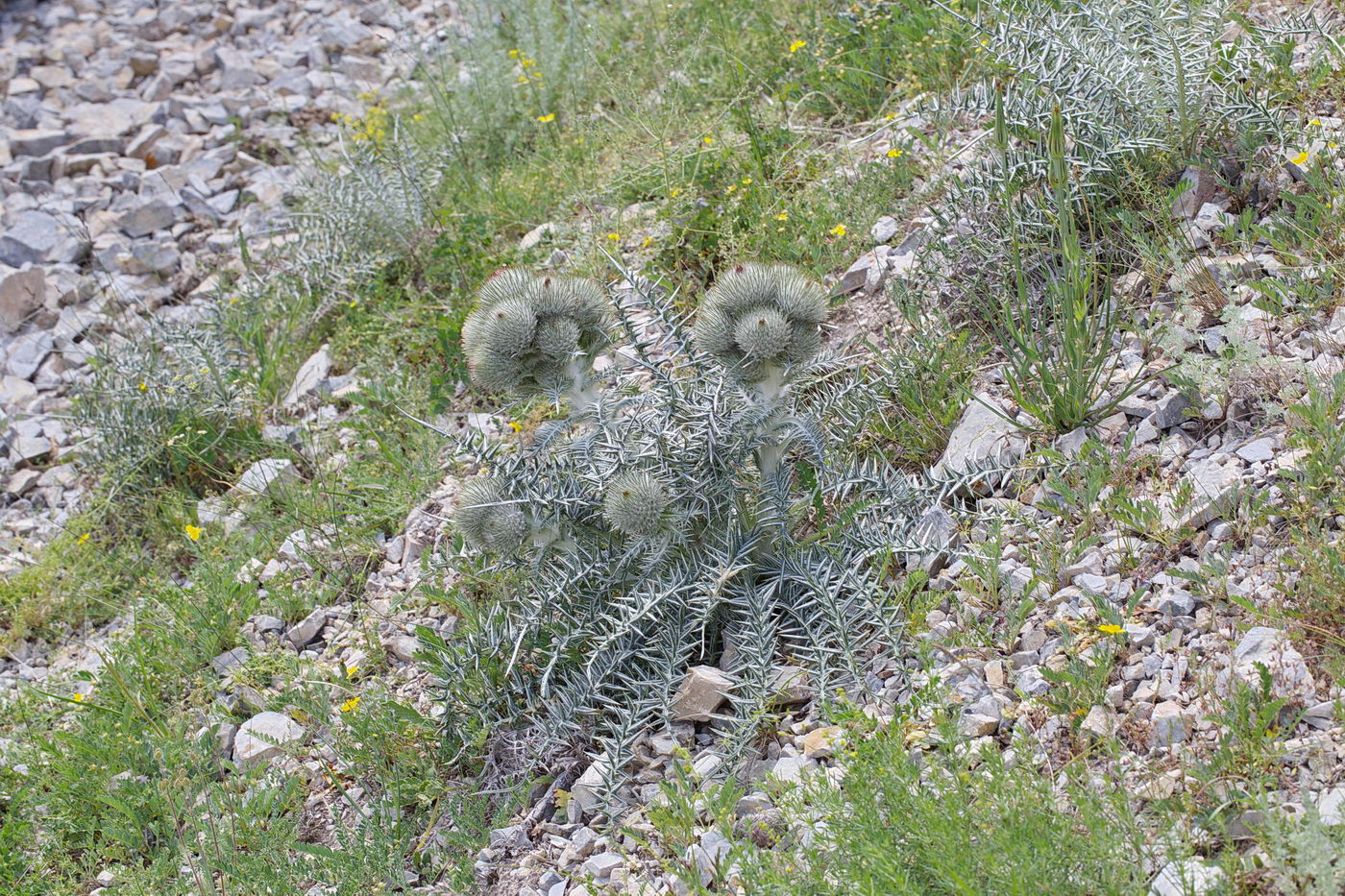 Image of Olgaea nivea specimen.