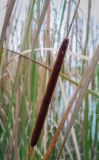 Typha angustifolia