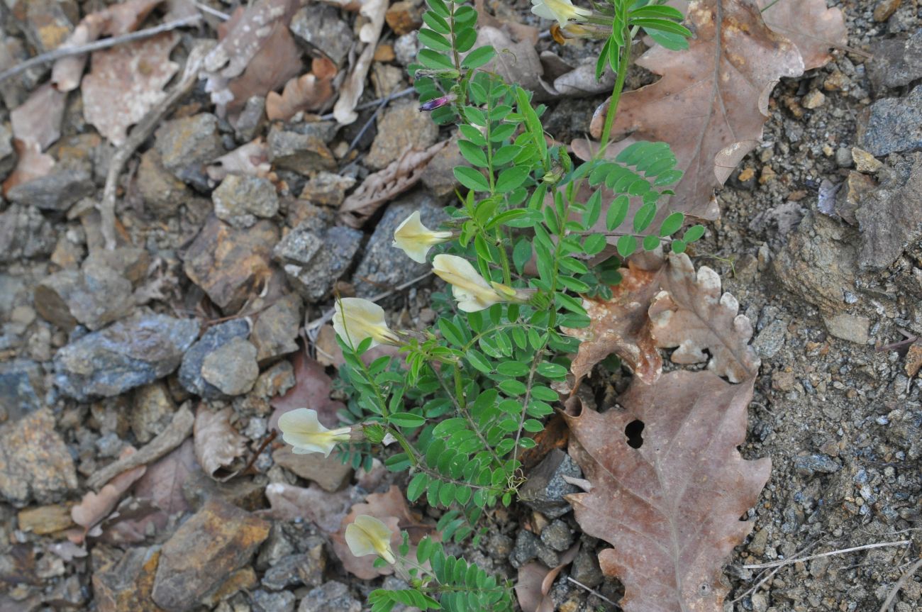 Image of Vicia grandiflora specimen.