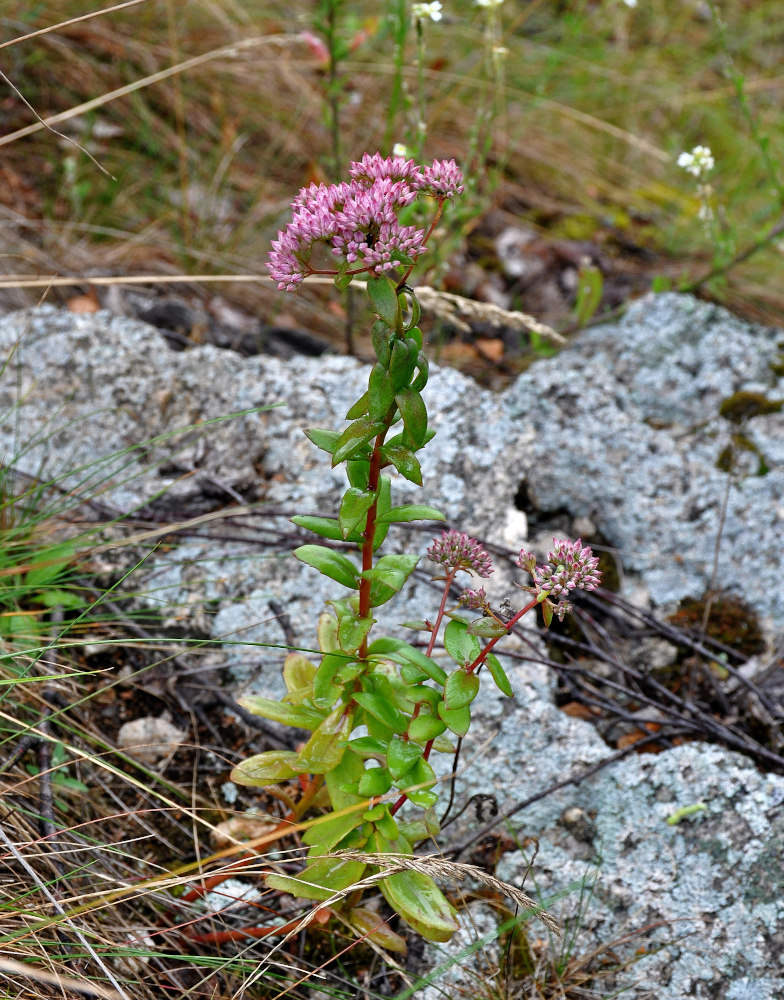 Изображение особи Hylotelephium triphyllum.