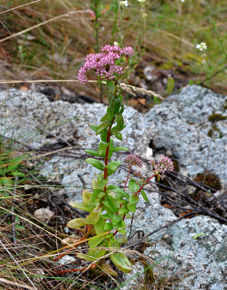 Изображение особи Hylotelephium triphyllum.