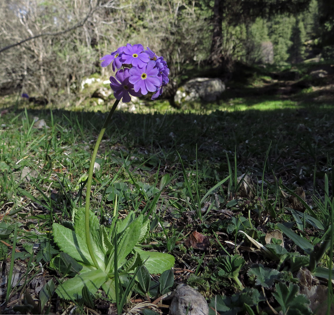 Image of Primula algida specimen.