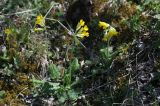 Primula macrocalyx. Цветущее растение. Грузия, край Самцхе-Джавахети, окр. села Цкордза, луг. 27.04.2019.
