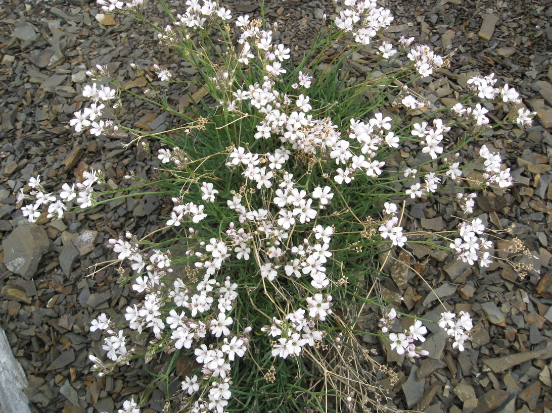 Image of Eremogone capillaris specimen.