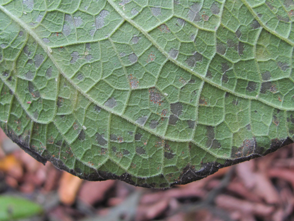 Image of Carpesium abrotanoides specimen.