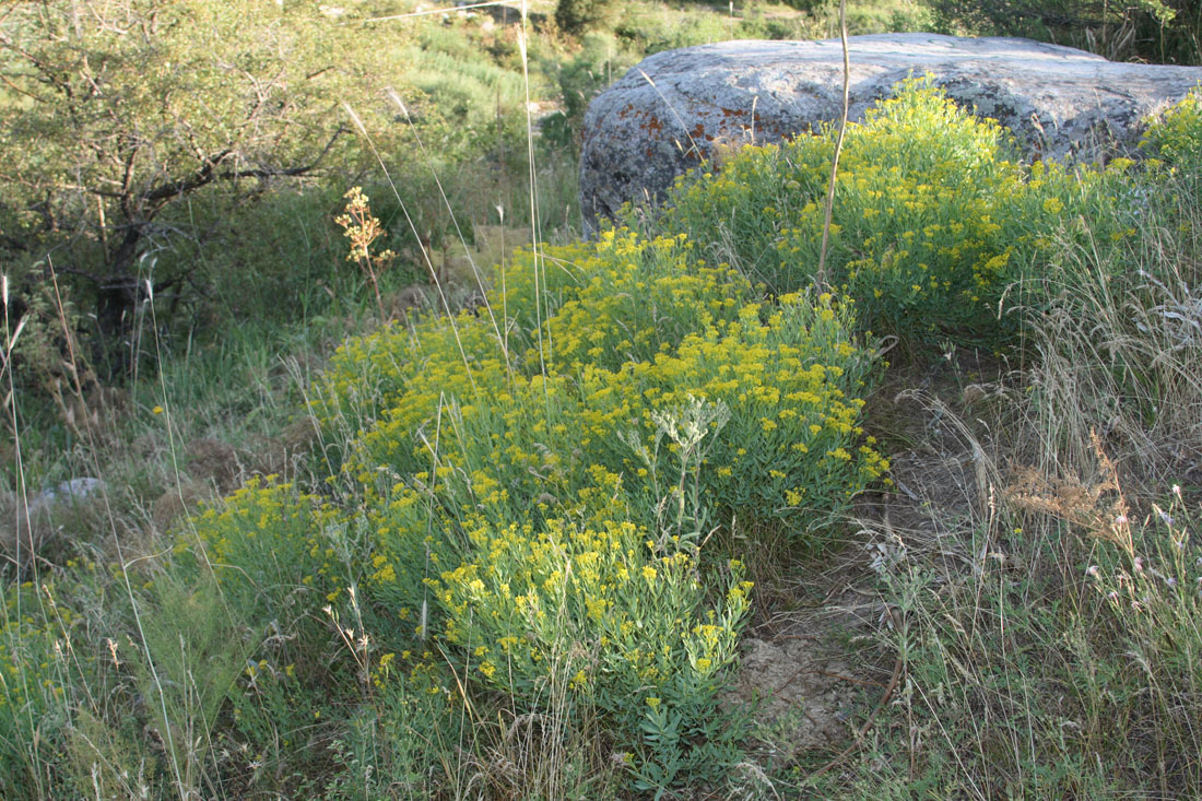 Image of Haplophyllum perforatum specimen.