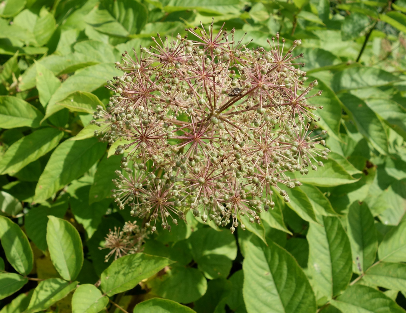 Image of Aralia cordata specimen.