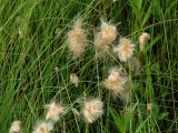 Eriophorum russeolum