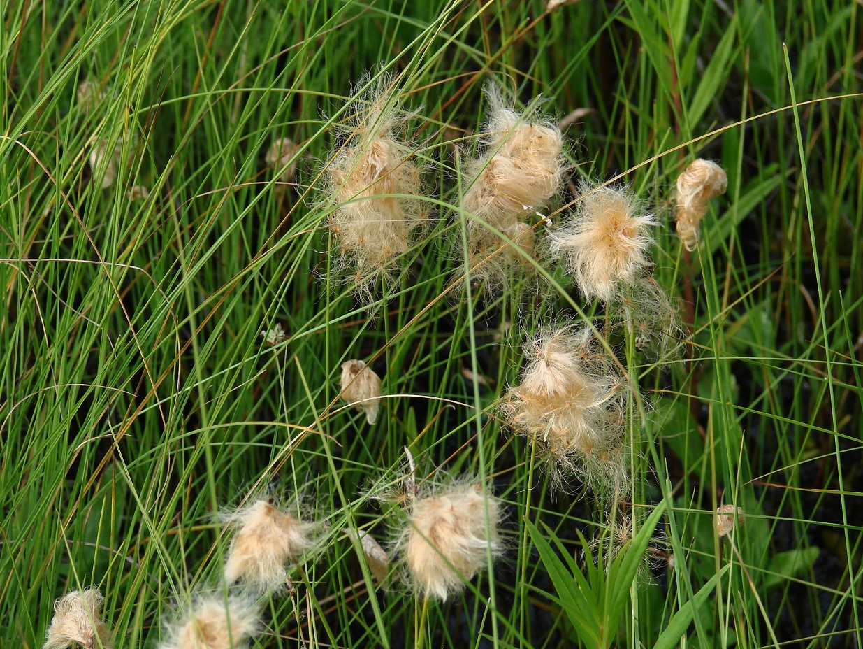 Изображение особи Eriophorum russeolum.