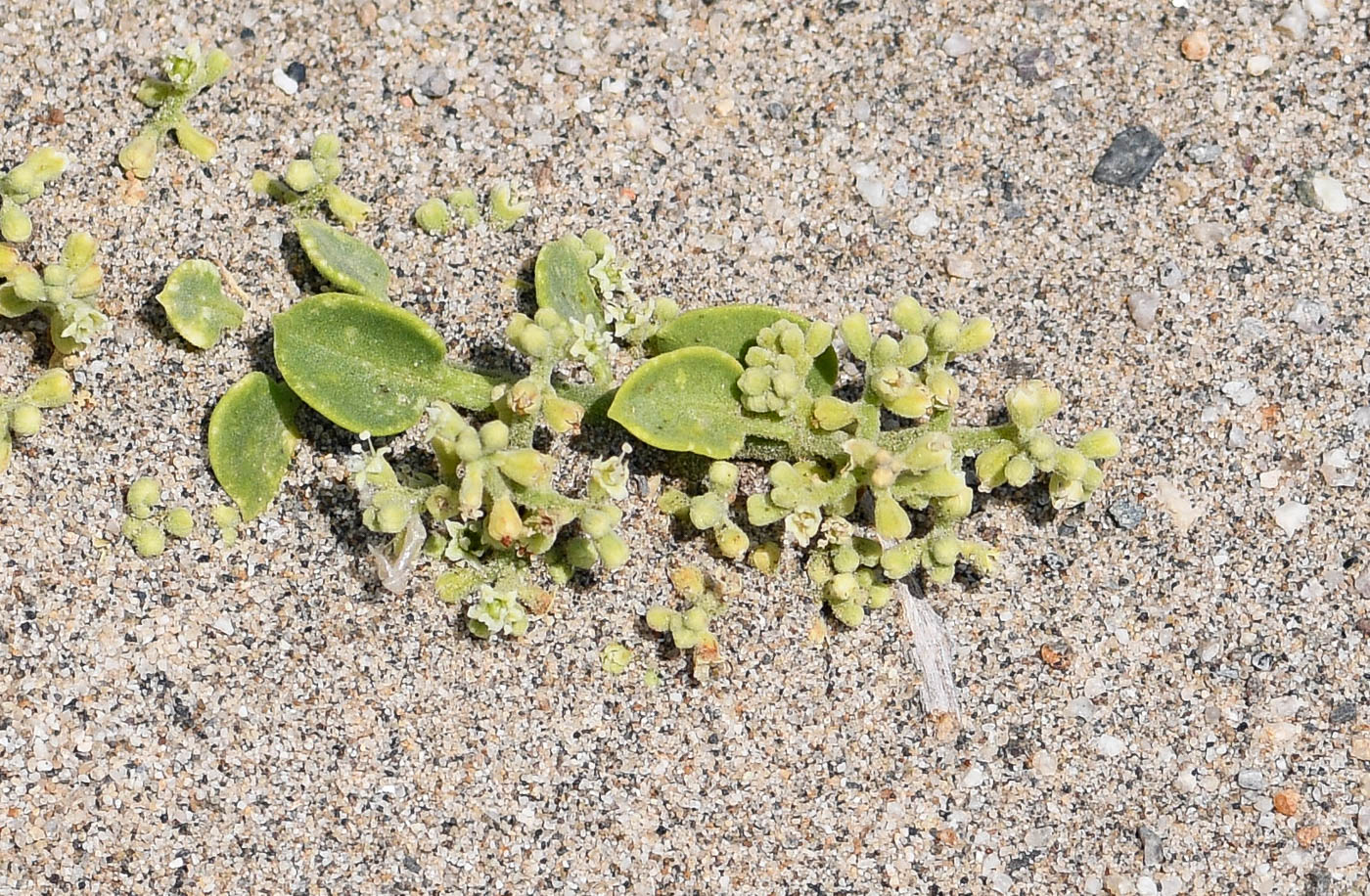 Image of Cryptocarpus pyriformis specimen.