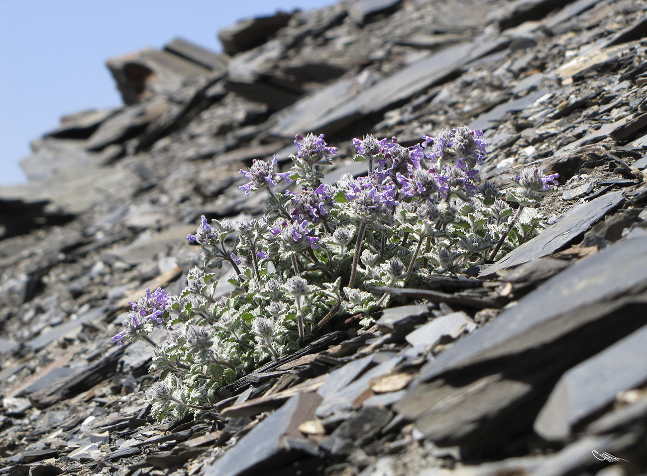 Image of Nepeta kokanica specimen.