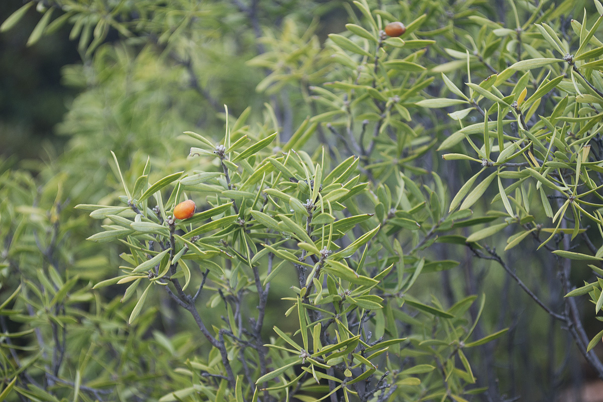 Изображение особи Daphne gnidioides.