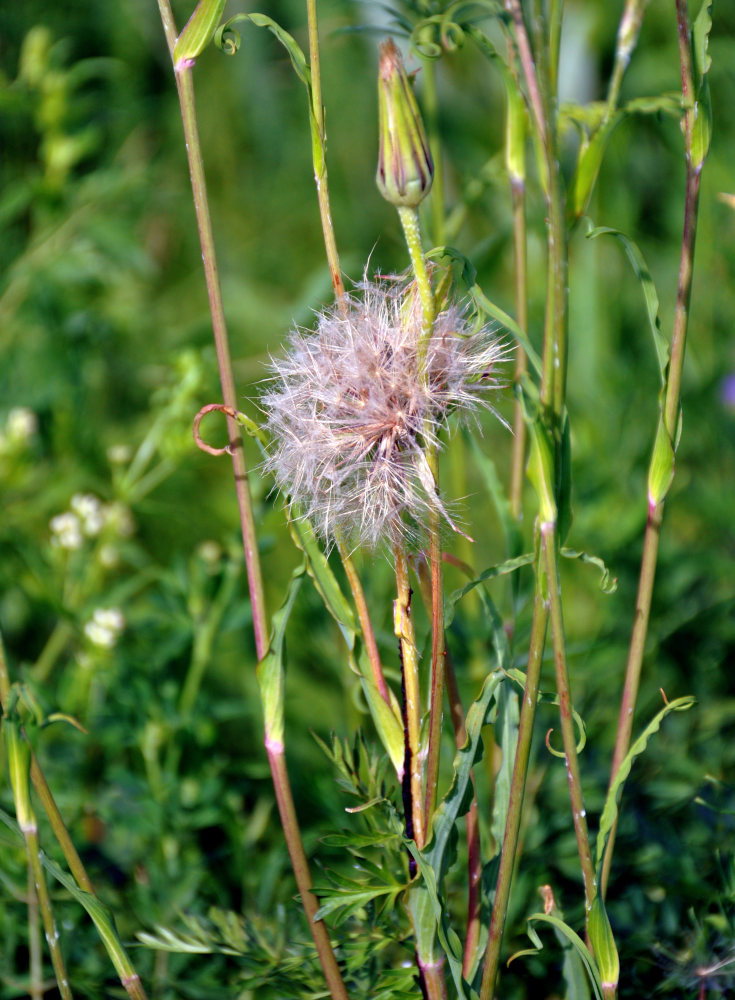 Изображение особи род Tragopogon.