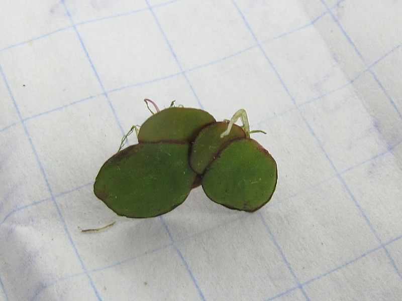Image of Spirodela polyrhiza specimen.