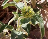 Phlomis platystegia