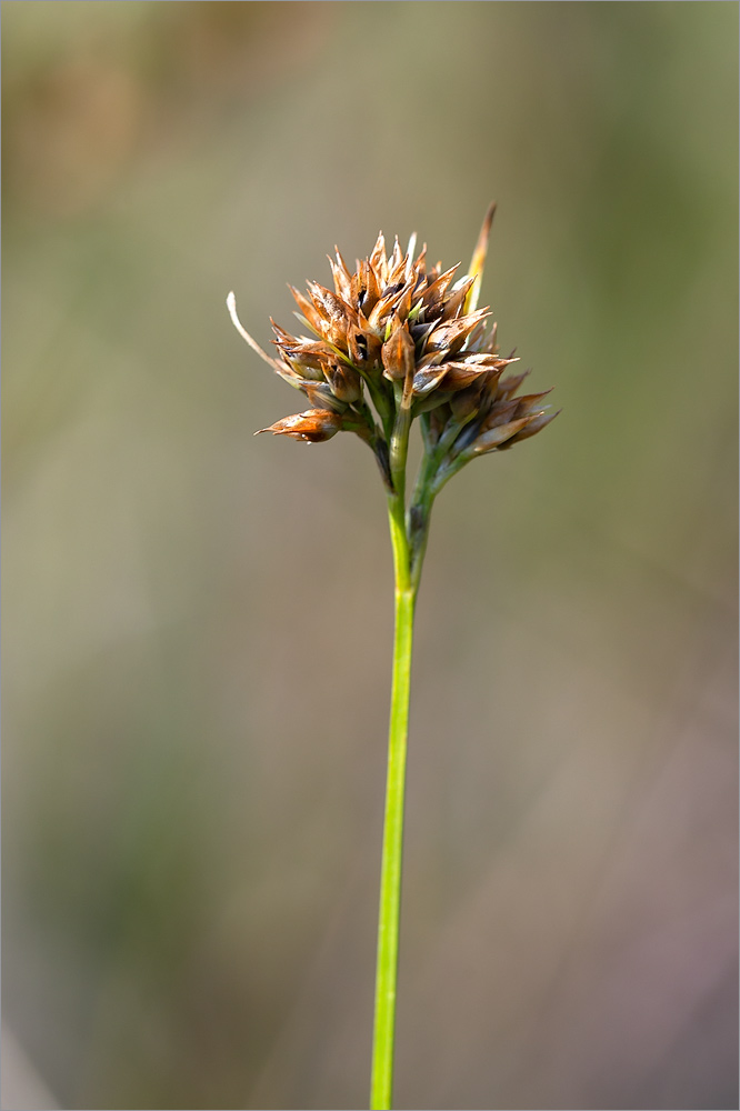 Изображение особи Rhynchospora alba.