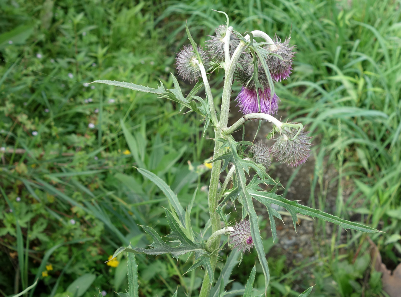 Image of Cirsium pendulum specimen.