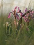 Iris scariosa