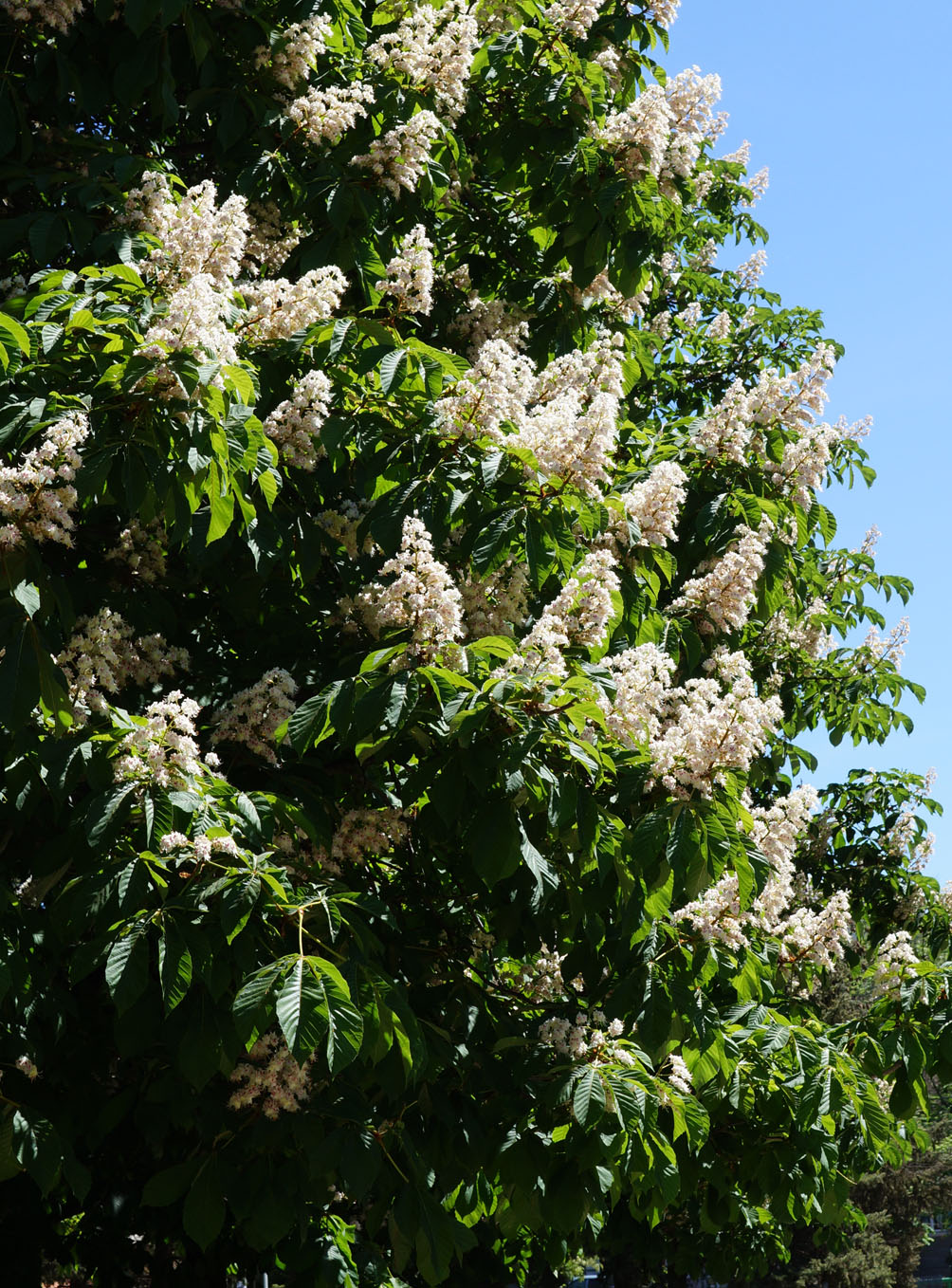 Изображение особи Aesculus hippocastanum.