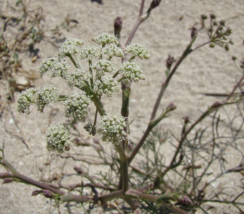 Image of Seseli arenarium specimen.