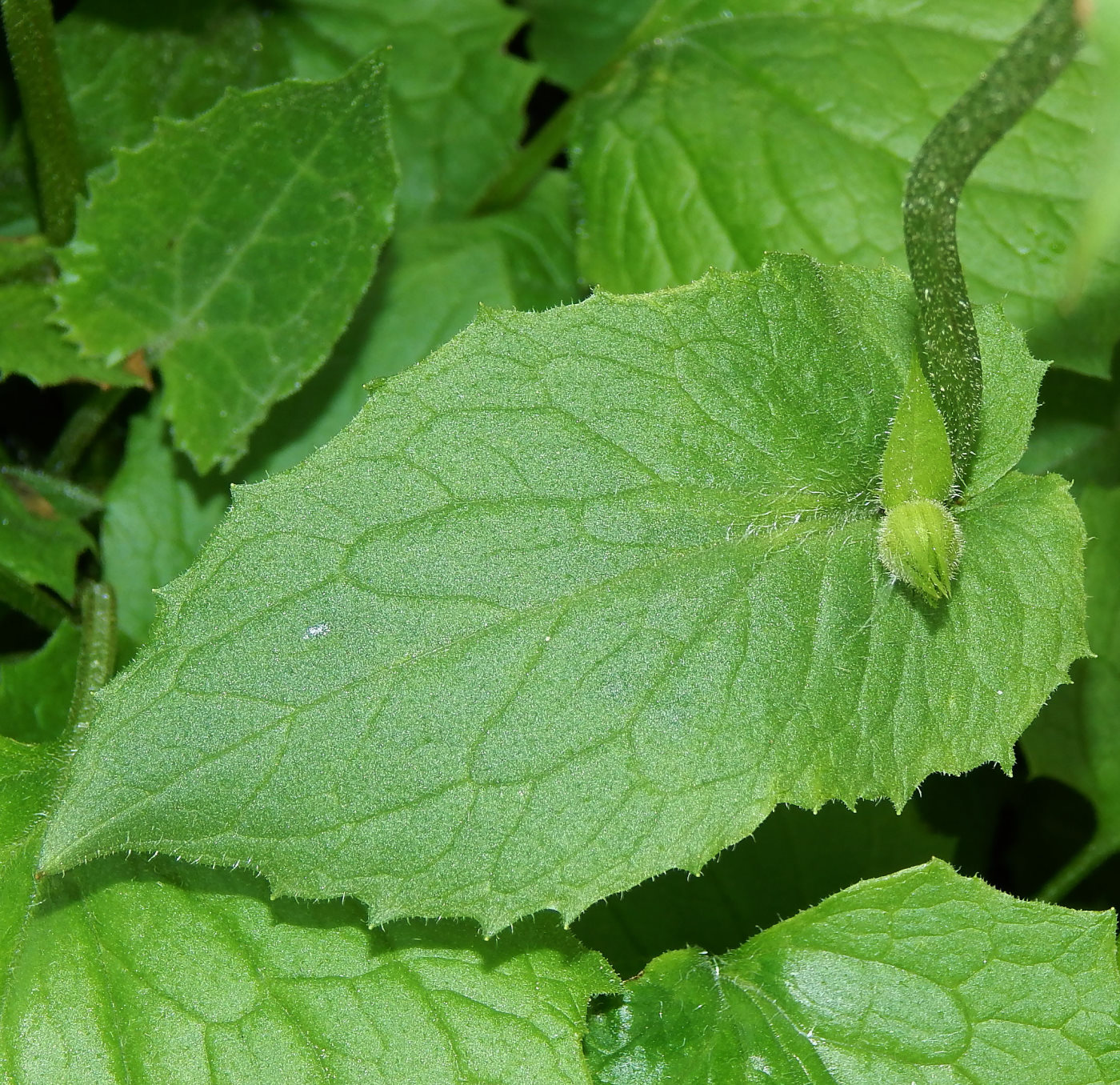 Image of genus Doronicum specimen.