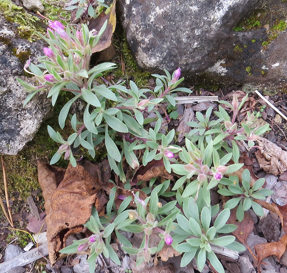 Изображение особи Collomia debilis.